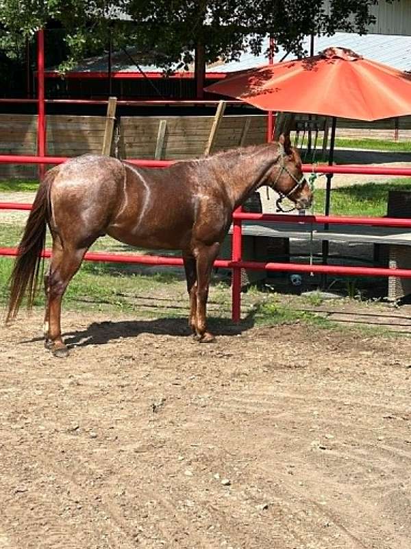 barrel-quarter-horse