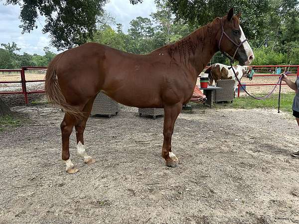athletic-quarter-horse