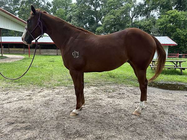 barrel-quarter-horse