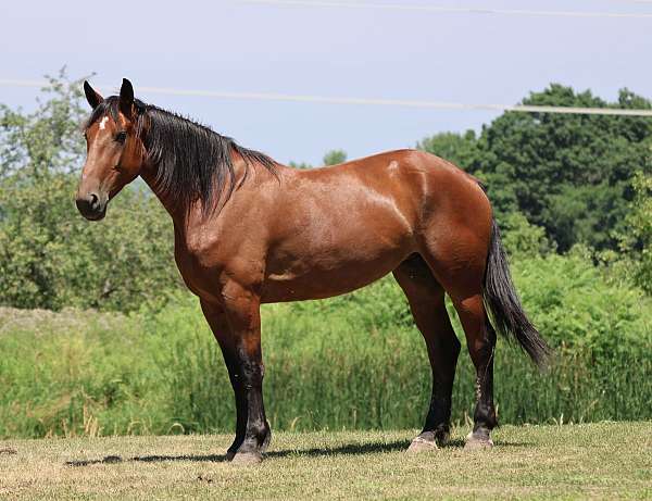 trail-pony-cleveland-bay