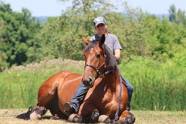dressage-pony-cleveland-bay