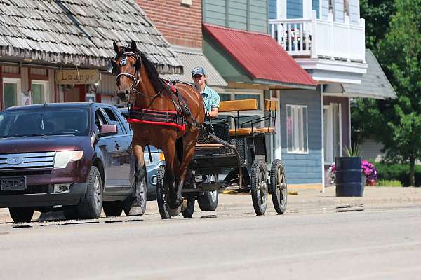 family-pony-for-sale-cleveland-bay