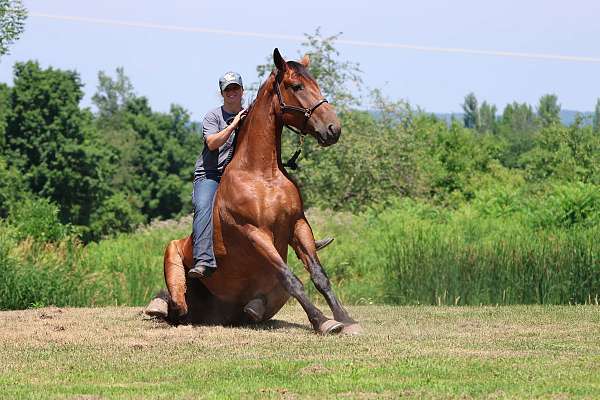 quiet-pony-for-sale-cleveland-bay