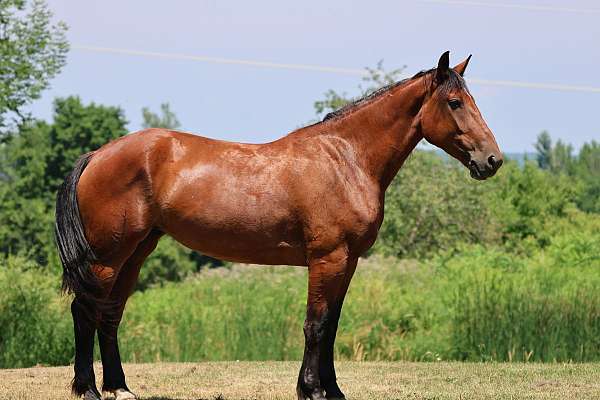 cleveland-bay-pony