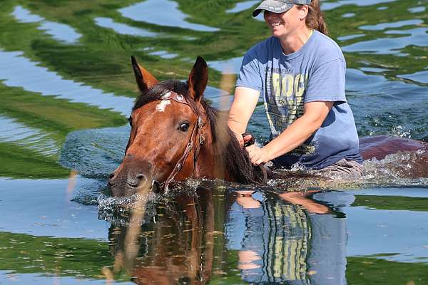 trick-pony-cleveland-bay