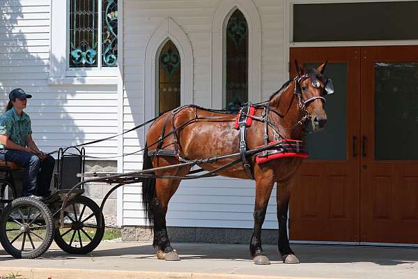 my-pony-connection-cleveland-bay