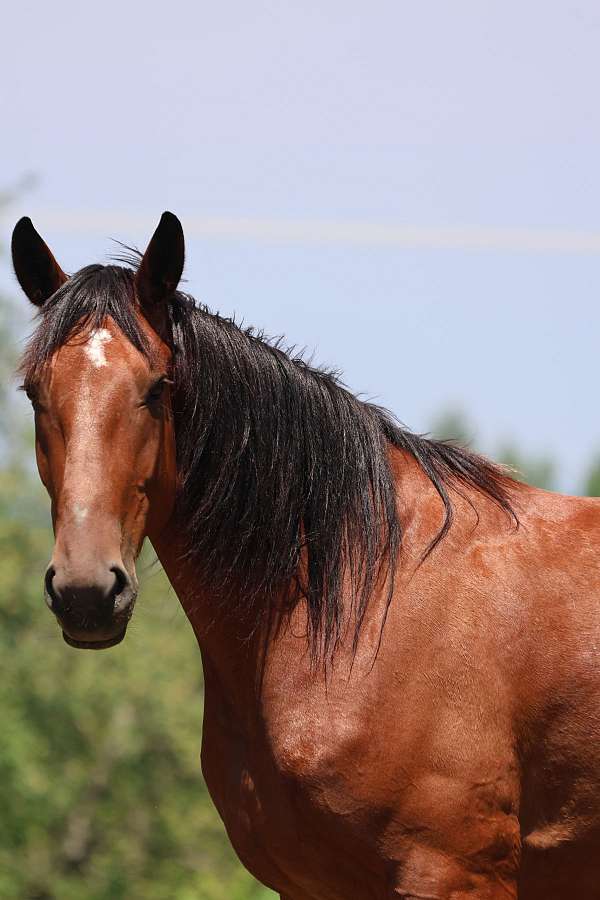 all-around-cleveland-bay-pony