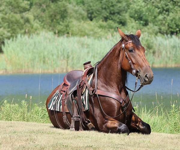 breeding-cleveland-bay-pony