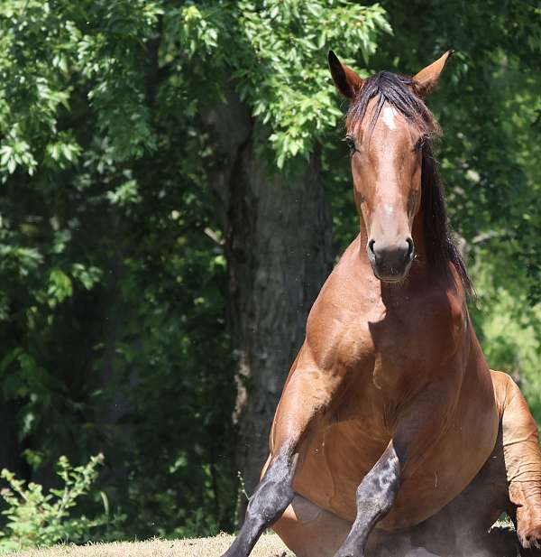 draft-cleveland-bay-pony