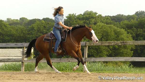 kid-safe-quarter-horse
