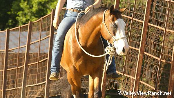 playday-quarter-horse