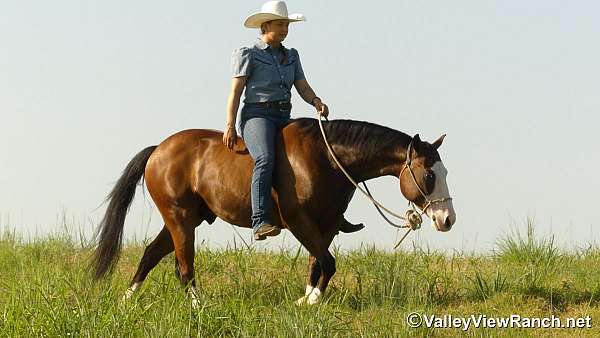 ranch-quarter-horse