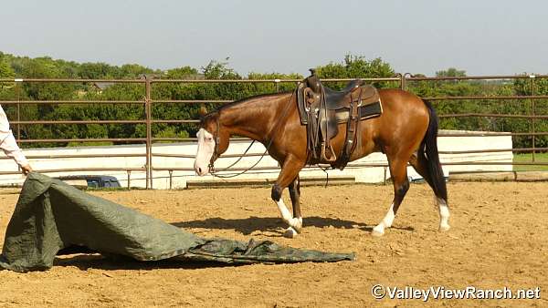 ranch-work-quarter-horse