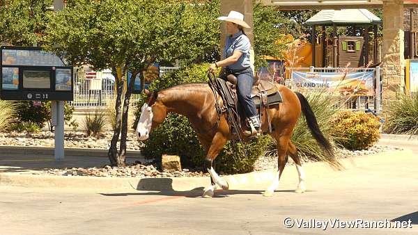 reining-quarter-horse