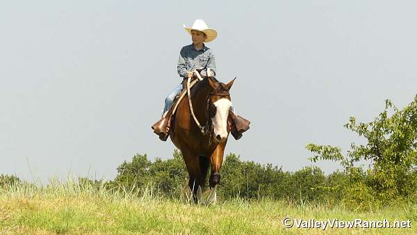 ridden-western-quarter-horse