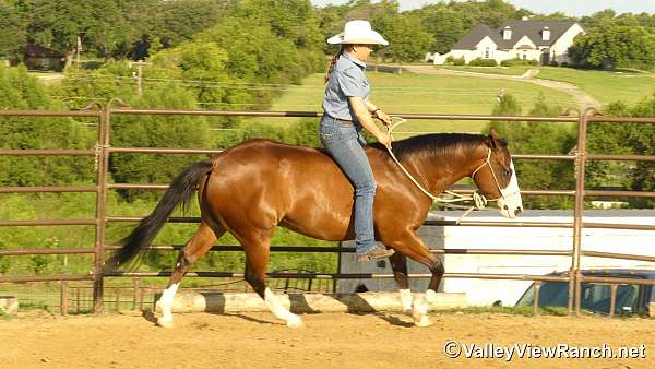 team-penning-quarter-horse