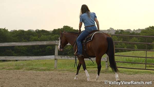 trail-quarter-horse