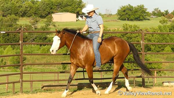 trail-riding-quarter-horse