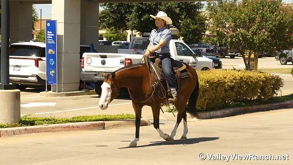 husband-safe-quarter-horse