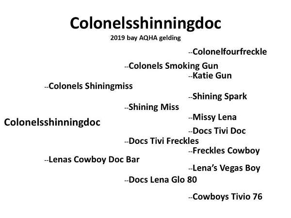 trail-class-competition-quarter-horse