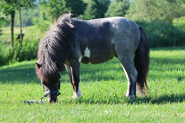 and-more-miniature-pony