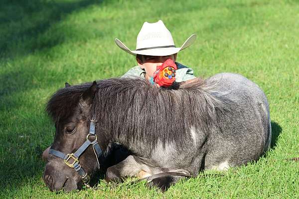 anything-miniature-pony