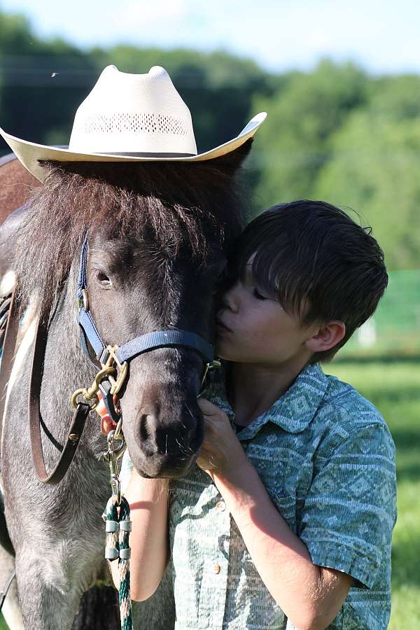 attention-miniature-pony