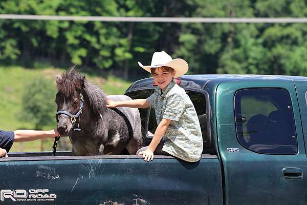 babysitter-pony-miniature
