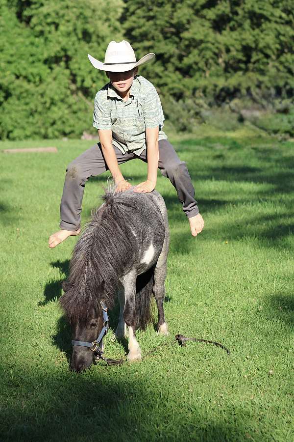 bred-miniature-pony