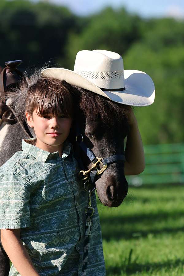 call-miniature-pony