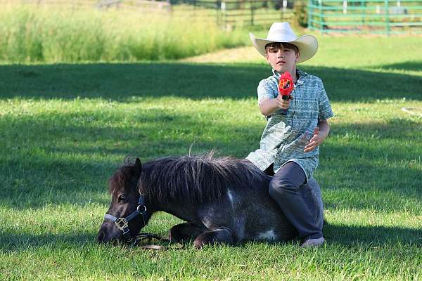 club-miniature-pony
