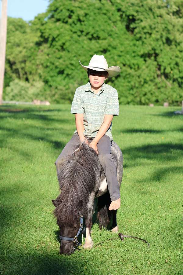 coggins-miniature-pony