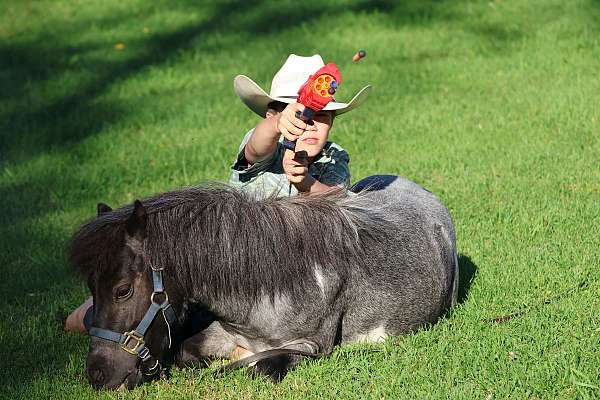 cowgirl-miniature-pony