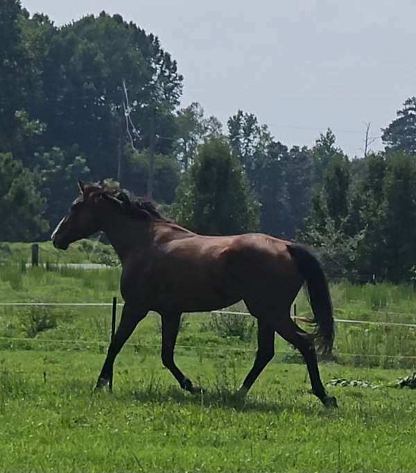 thoroughbred-gelding