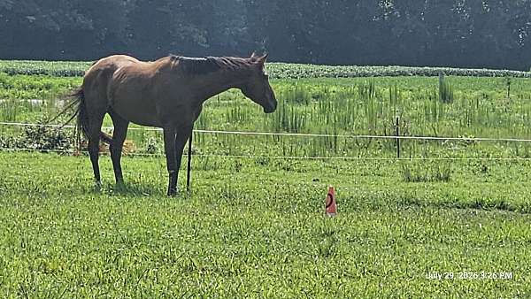advanced-thoroughbred-horse