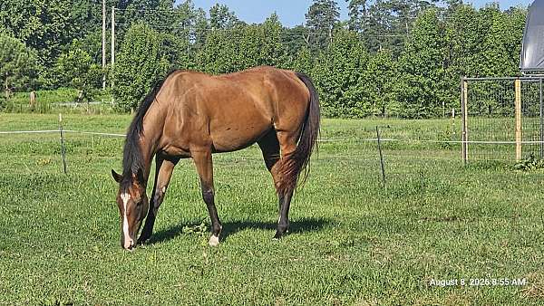 advanced-beginner-thoroughbred-horse