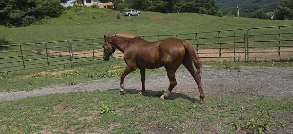 sorrel-socks-pony