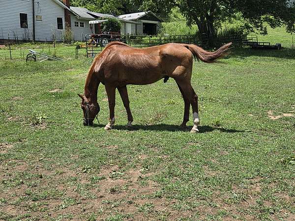 kid-safe-rescue-quarter-pony