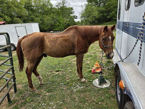 sorrel-kid-safe-rescue-pony