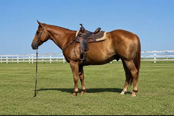 sorrel-quarter-horse-gelding