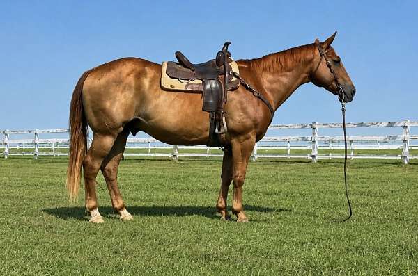 sorrel-aqha-gelding