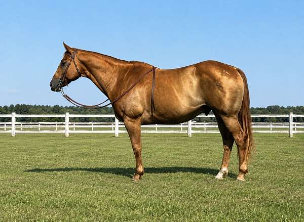 sorrel-aqha-horse