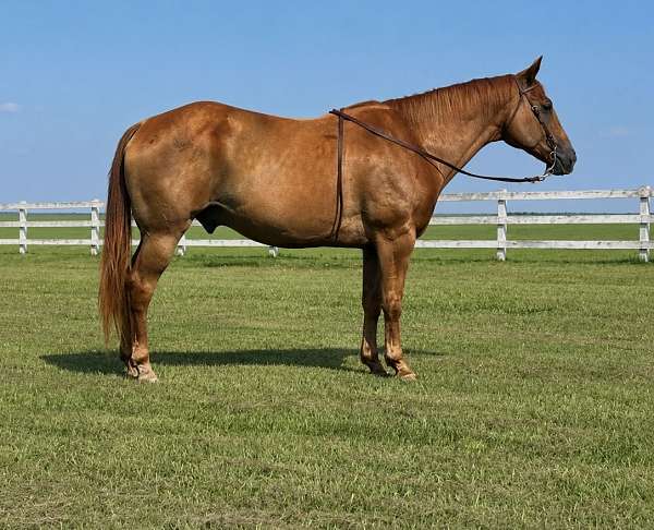 sorrel-gelding-for-sale