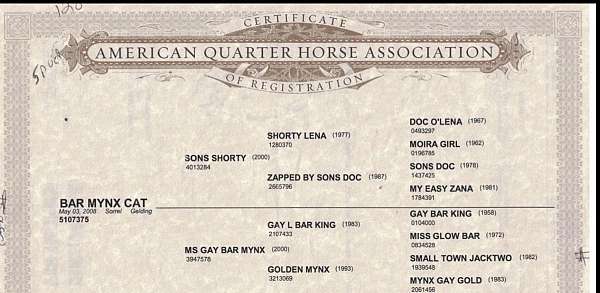 aqha-gelding