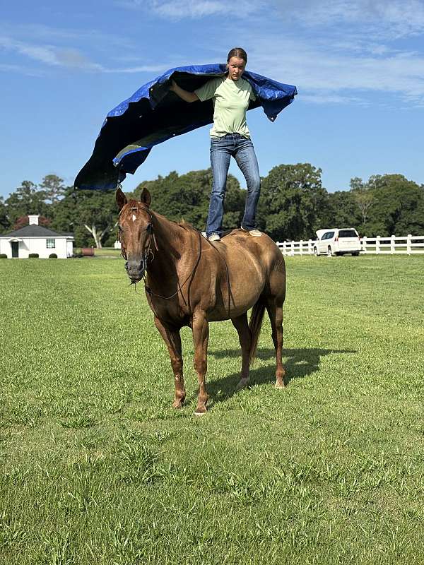 15-hand-quarter-horse-gelding