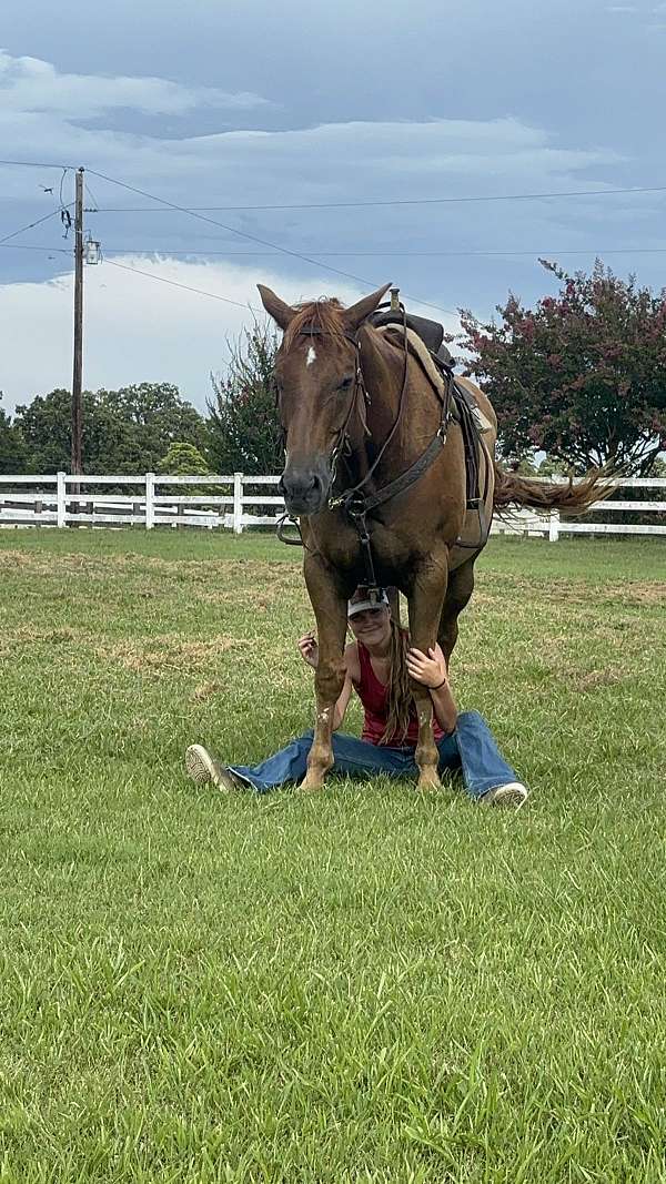 sorrel-quarter-horse-for-sale