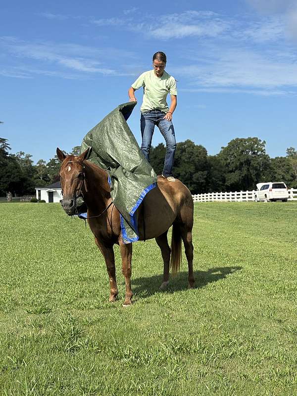 15-hand-quarter-horse