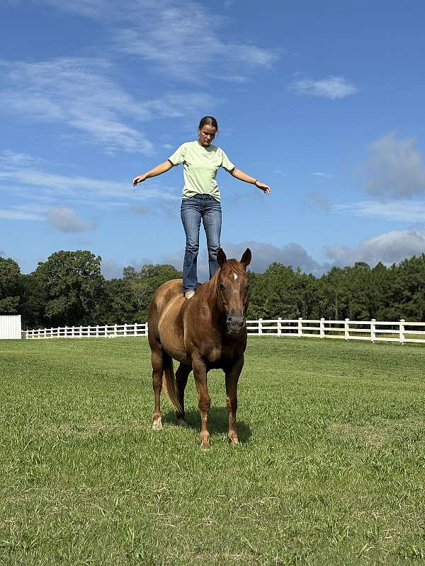 15-hand-sorrel-horse