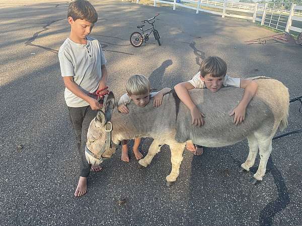nice-cross-donkey
