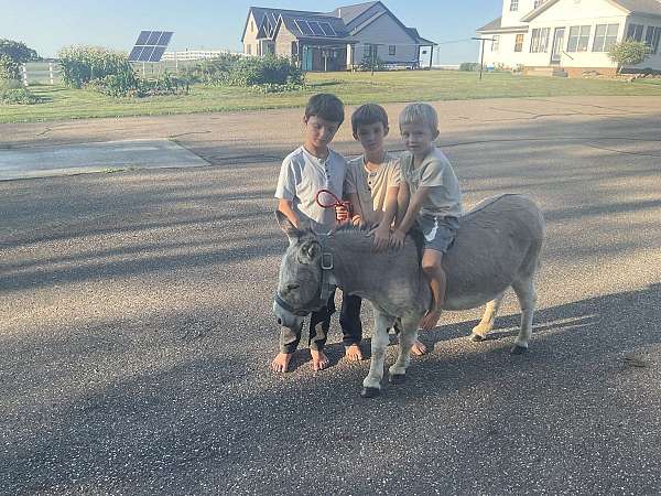 grey-nice-cross-donkey